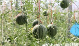 康县网红吃瓜视频,揭秘当地美食与风土人情